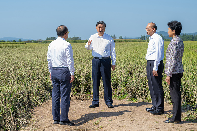 9月6日至8日，，，，，中共中央总书记、国家主席、中央军委主席习近平在黑龙江考察。。。。。。这是7日上午，，，，，习近平在遭受洪涝灾难的哈尔滨尚志市老街基乡龙王庙村，，，，，观察水稻受灾情形。。。。。。