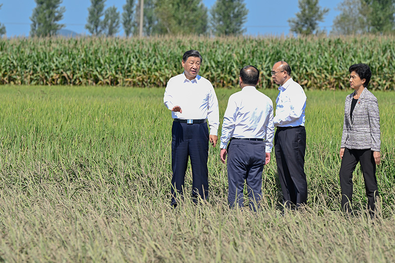 9月6日至8日，，，，，中共中央总书记、国家主席、中央军委主席习近平在黑龙江考察。。。。。。这是7日上午，，，，，习近平在遭受洪涝灾难的哈尔滨尚志市老街基乡龙王庙村，，，，，观察水稻受灾情形。。。。。。